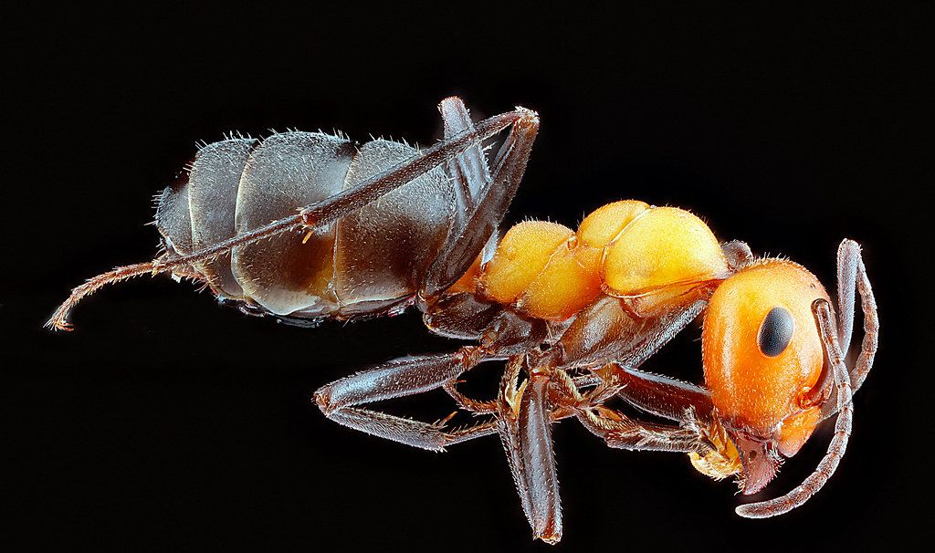 Ant Control service in Sicklerville, NJ