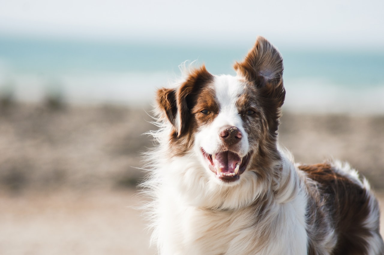 Flea & Tick Control service in Sicklerville, NJ