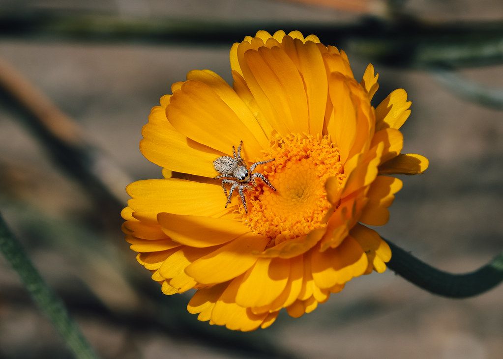 Spider Control service in Sicklerville, NJ